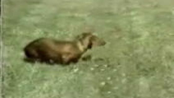 Cover image from Rusty the narcoleptic dog