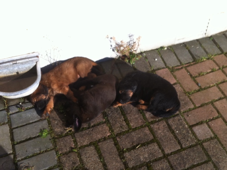 Cover image from Bess has pups